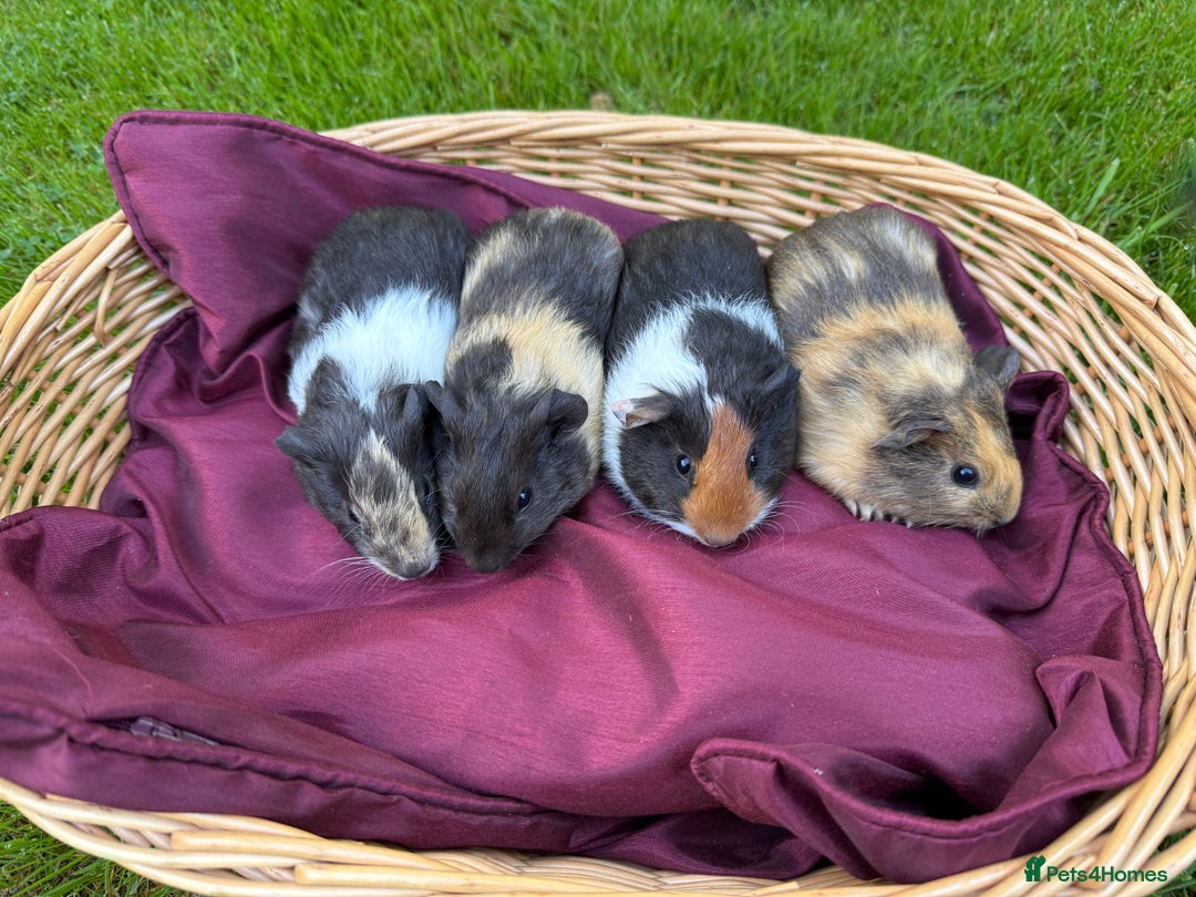 Guinea Pig rodents for sale: Adorable Litter Baby Guinea Pigs - boys / Girls  - Image 3