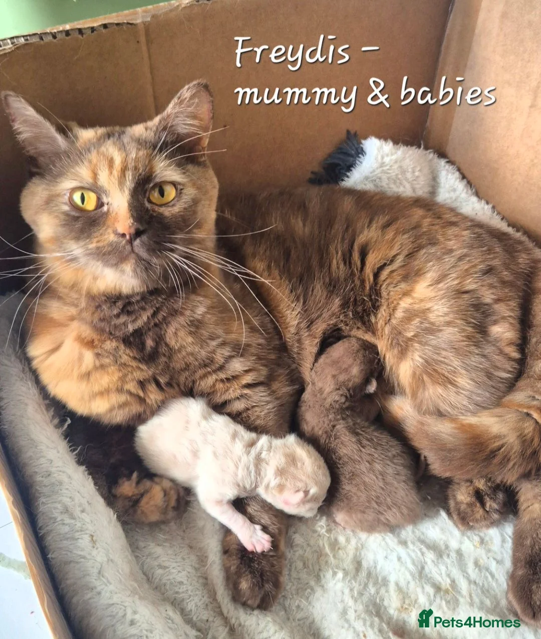 British Shorthair cats for sale: ** Beautiful TICA Registered kittens ** - Advert 19
