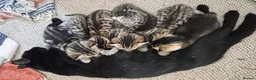 Mixed Breed cats for sale: Seven Tabbies from our Lucky Black Cat - Advert 12