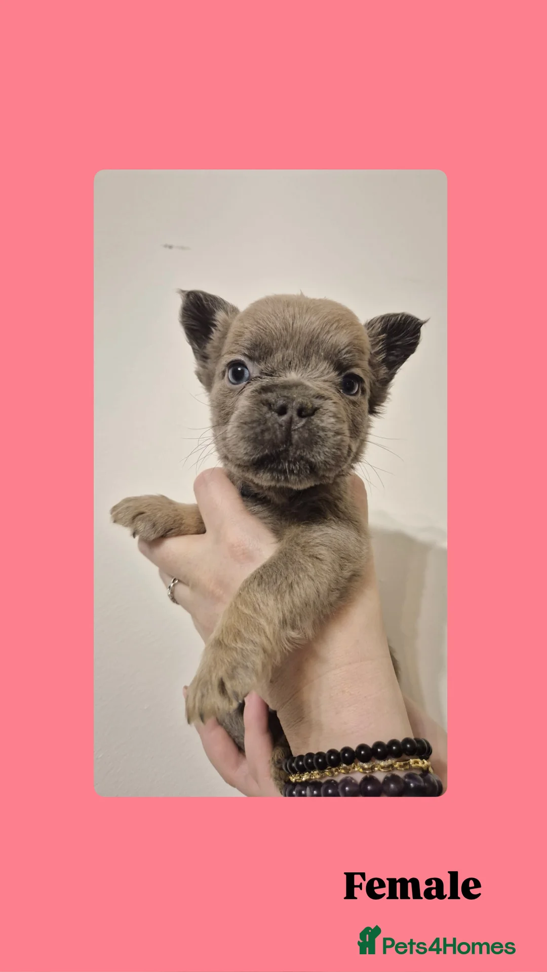 French Bulldog dogs for sale: French Bulldog Fluffy  - Advert 6