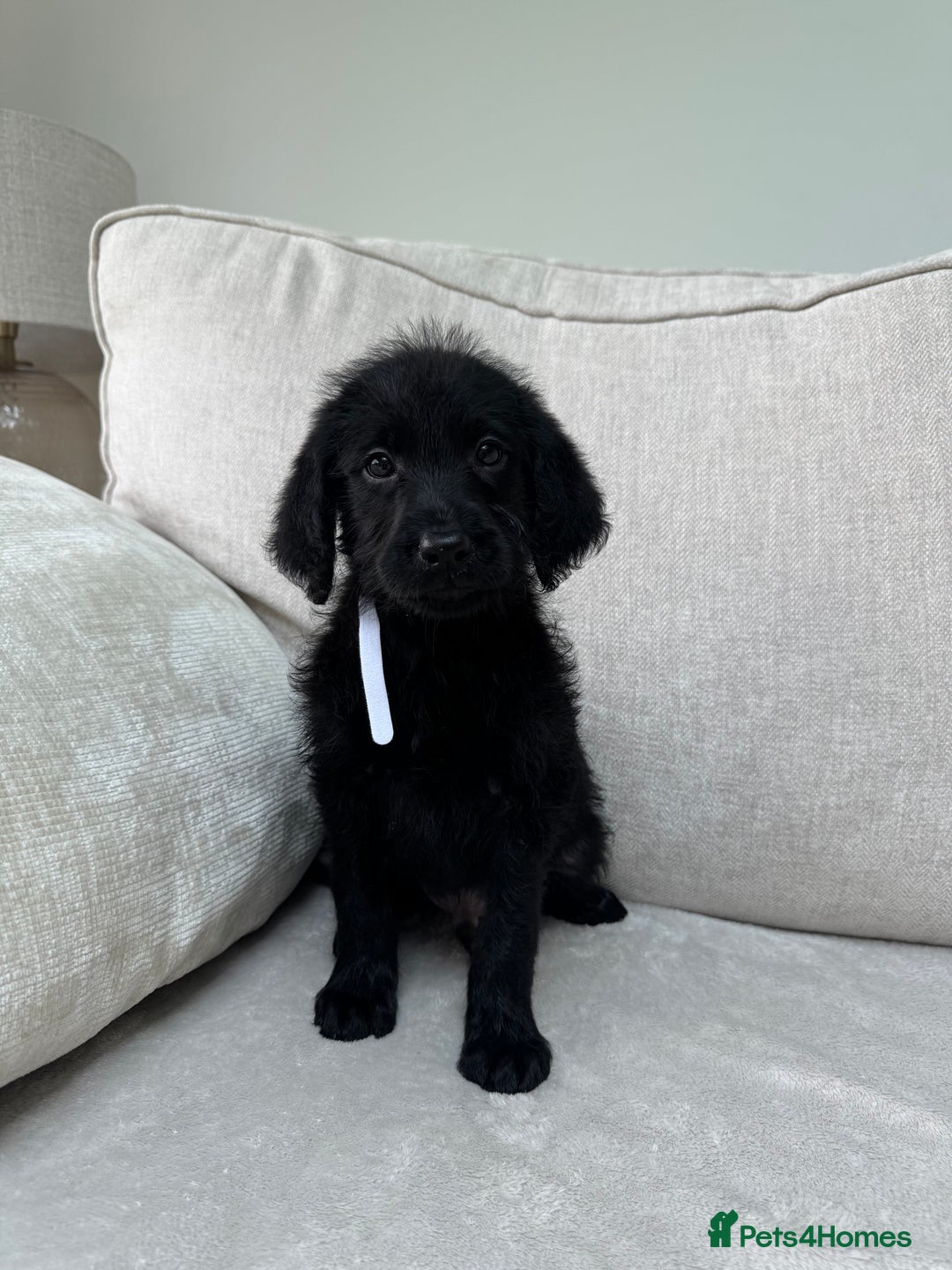 Mixed Breed dogs for sale: 🐾 🧸 *Ready Saturday* Beautiful Doodles 💕🐾 - Image 38