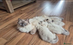 Ragdoll cats for sale: Active playful blue eyes Rag dolls - Image 7