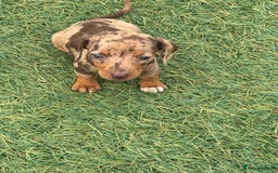 Dachshund dogs for sale: Dachshund Puppies  - Image 8