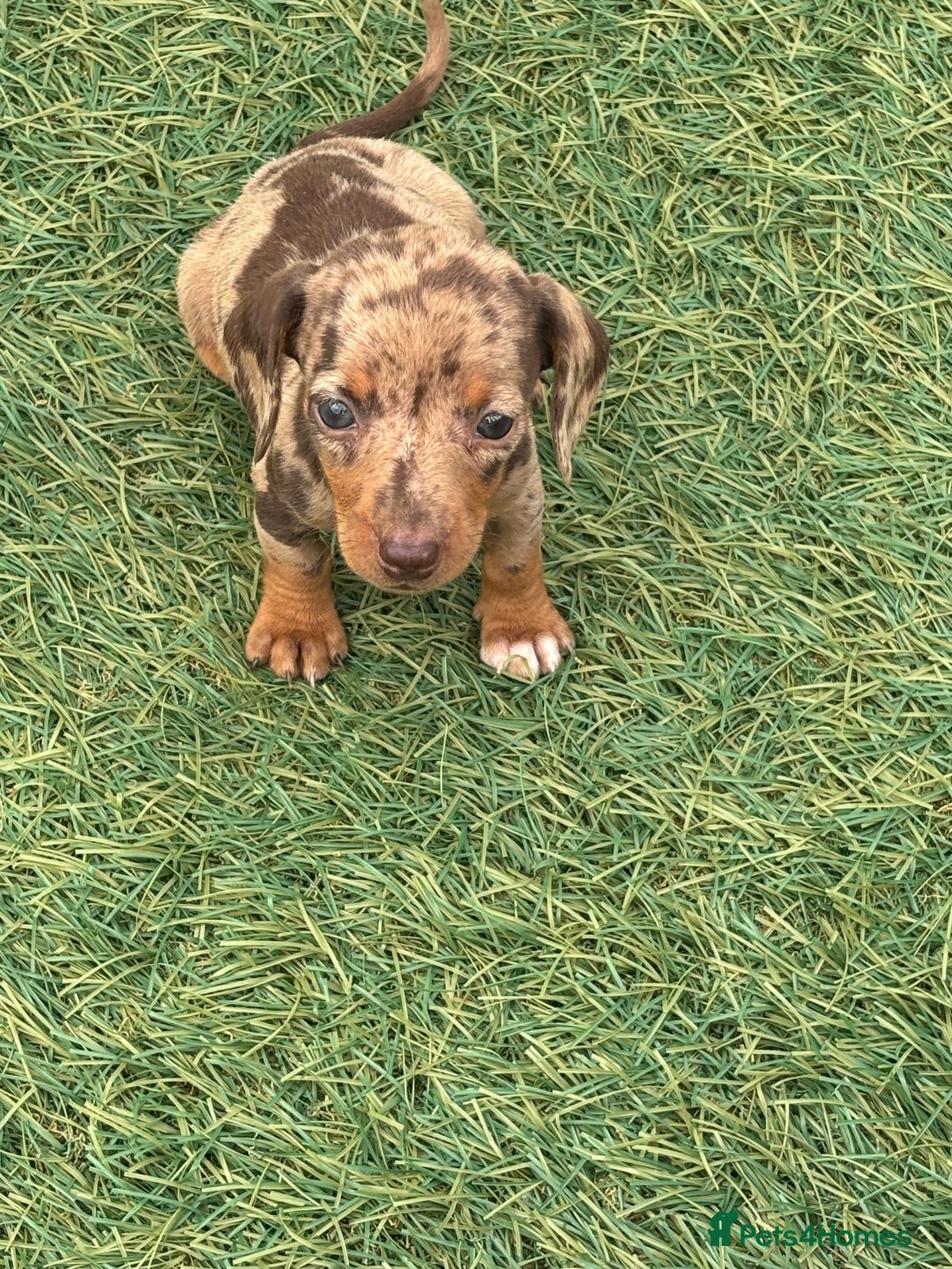 Dachshund dogs for sale: Dachshund Puppies  - Image 8