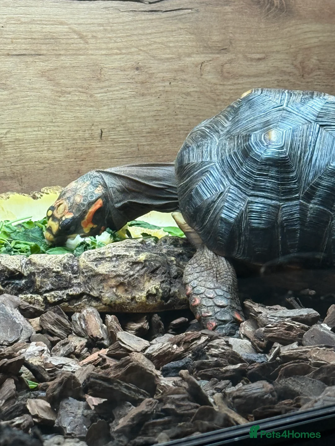 Tortoise reptiles for sale: Red Footed Tortoise  - Advert 1