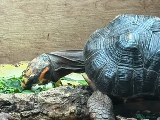 Tortoise reptiles Red Footed Tortoise - Advert 1