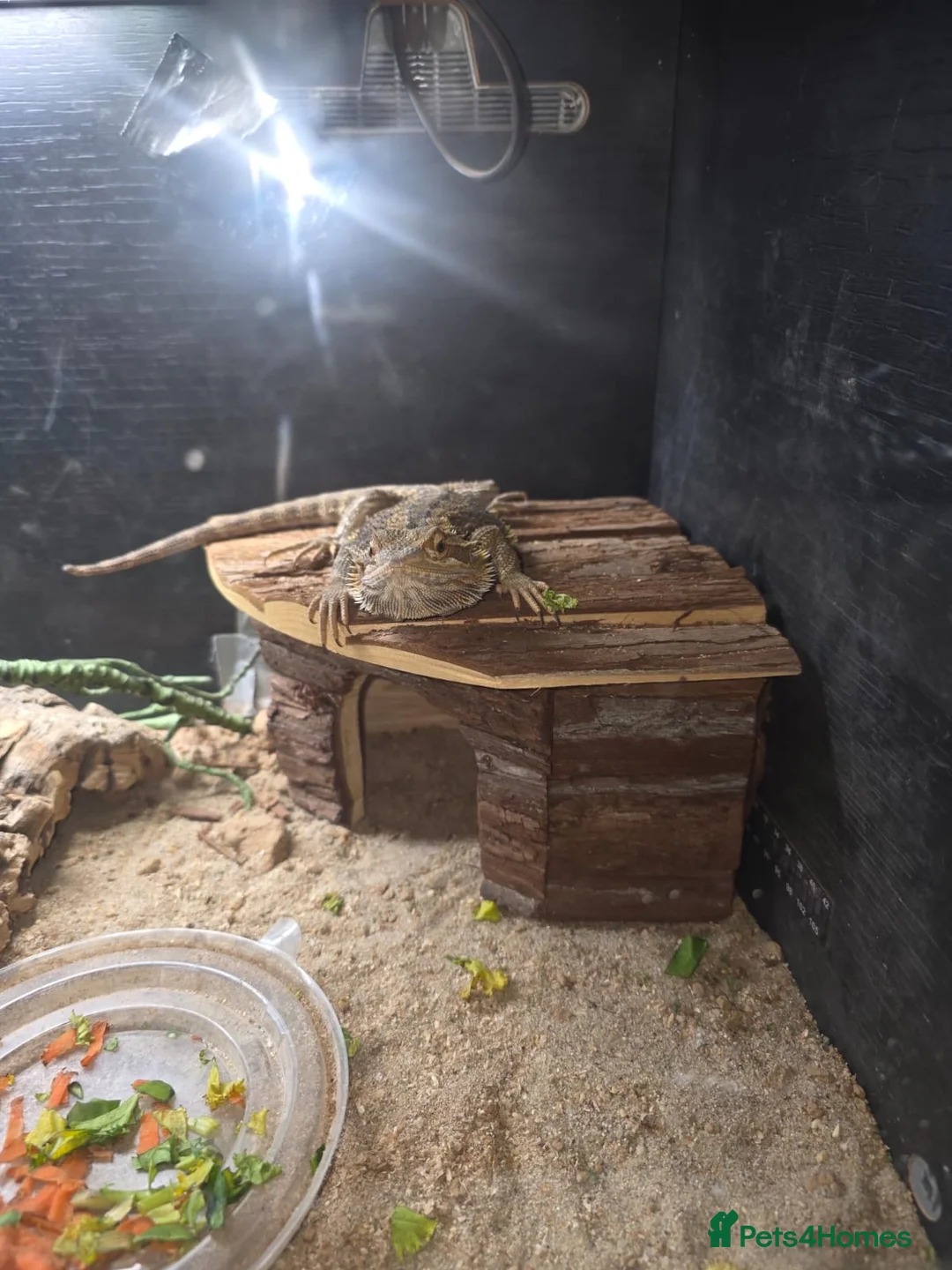 Bearded Dragon reptiles for sale: Cornelius in Oldham - Advert 1