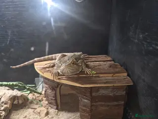 Bearded Dragon reptiles Cornelius - Advert 1