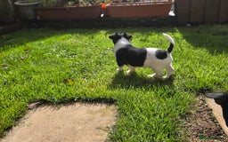 Jack Russell dogs for sale: Tricolour short legs Jack Russell  - Image 20
