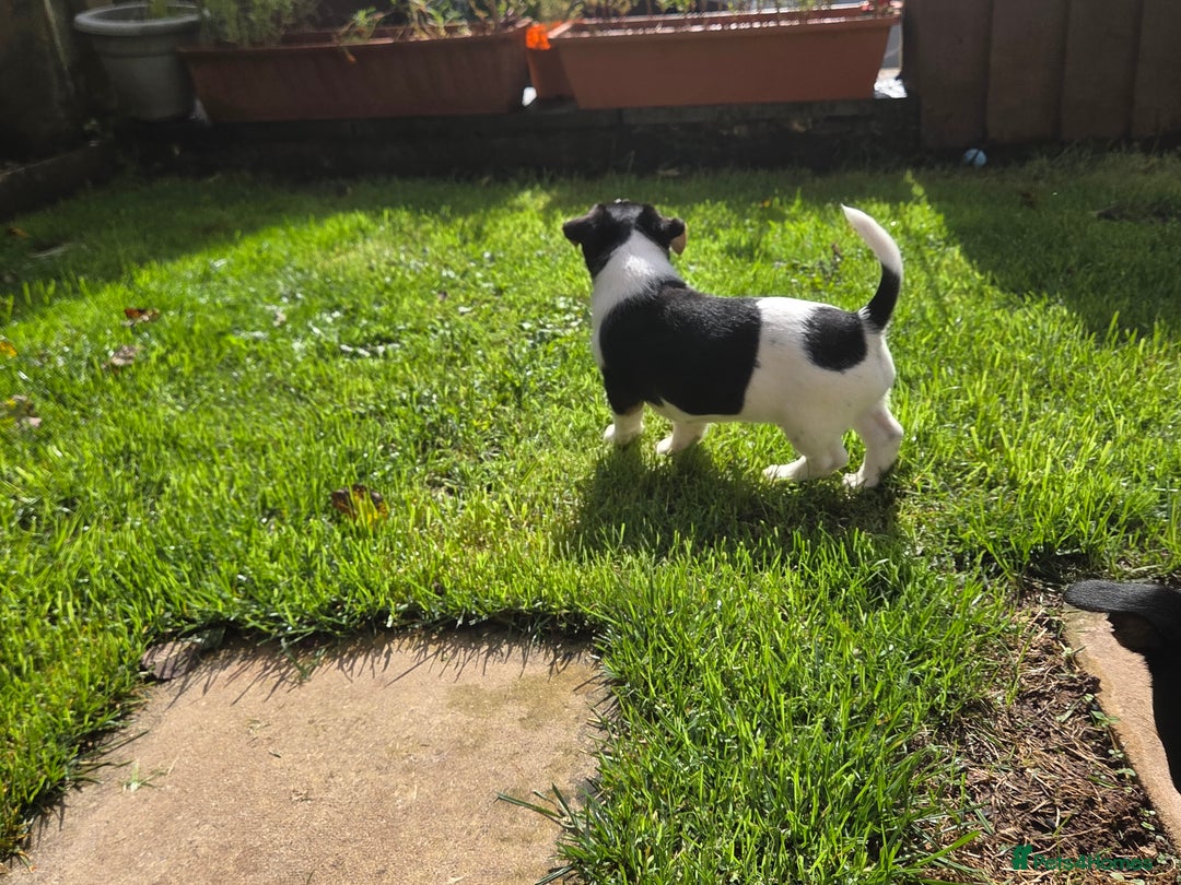 Jack Russell dogs for sale: Tricolour short legs Jack Russell  - Image 20