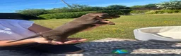 Miniature Dachshund dogs for sale: Miniature dachshunds in Wells - Advert 5