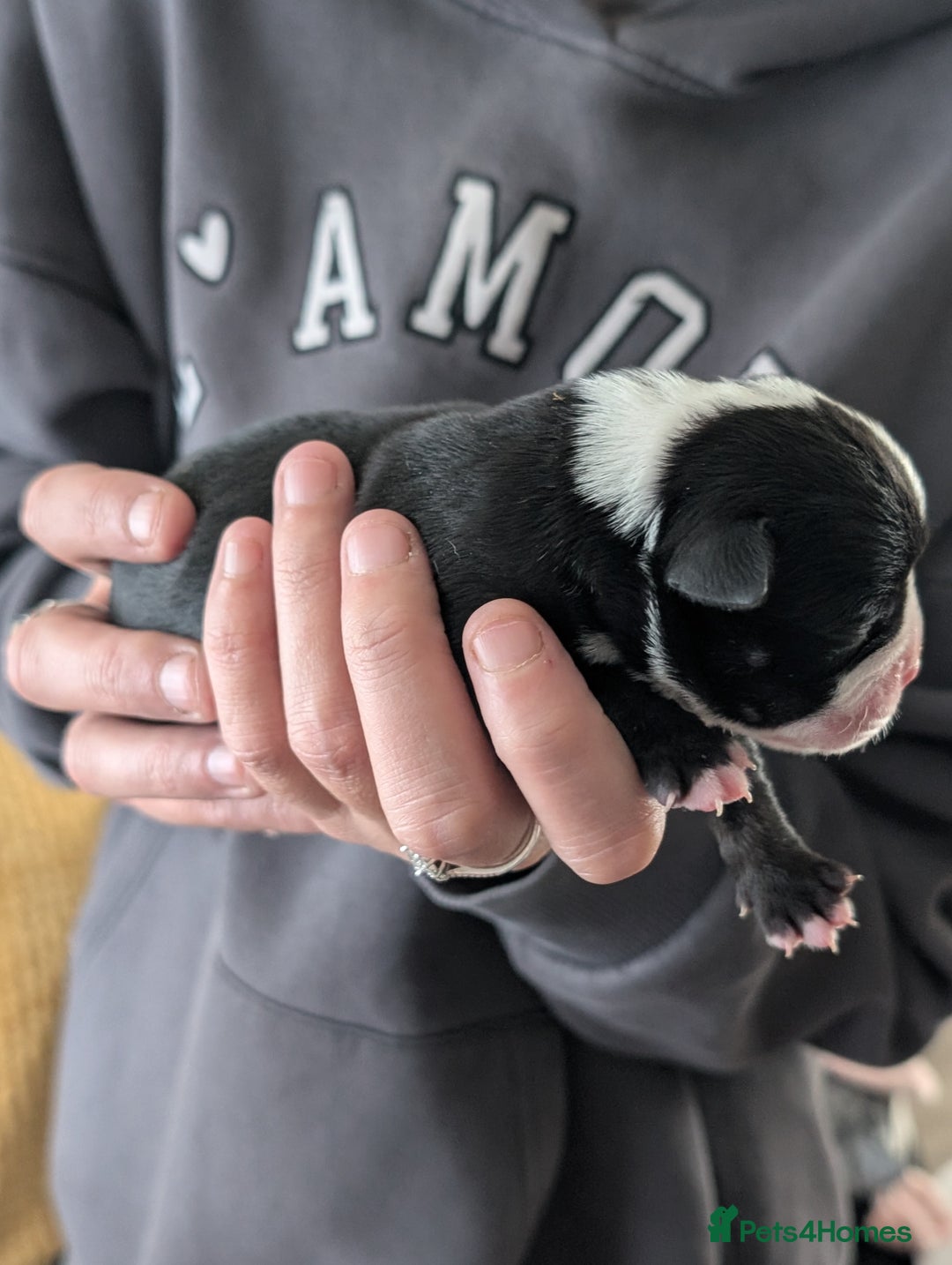 Old Tyme Bulldog dogs for sale: Old tyme bulldog pups  - Image 6