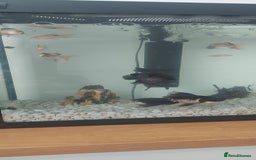 Fancy Goldfish fish for sale: black goldfish pair plus 1 X minnow 5 orange fish  - Image 7