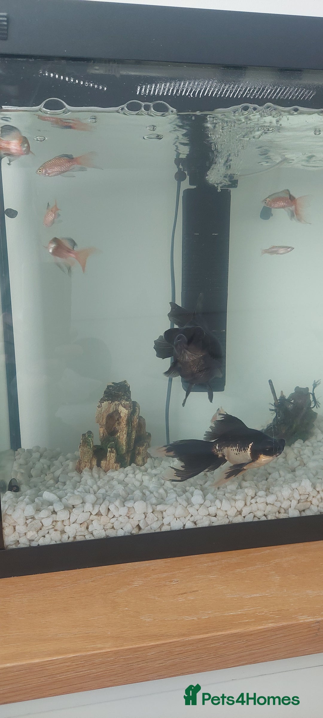 Fancy Goldfish fish for sale: black goldfish pair plus 1 X minnow 5 orange fish  - Image 7