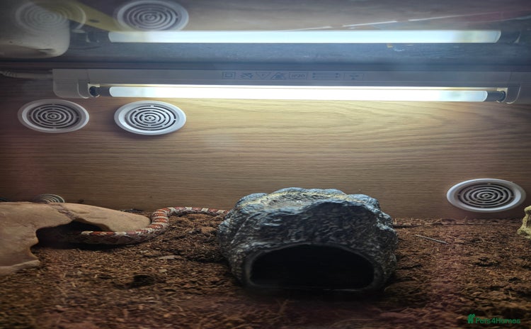 Corn Snake reptiles - Advert 2