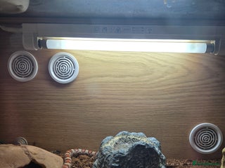 Corn Snake reptiles - Advert 12