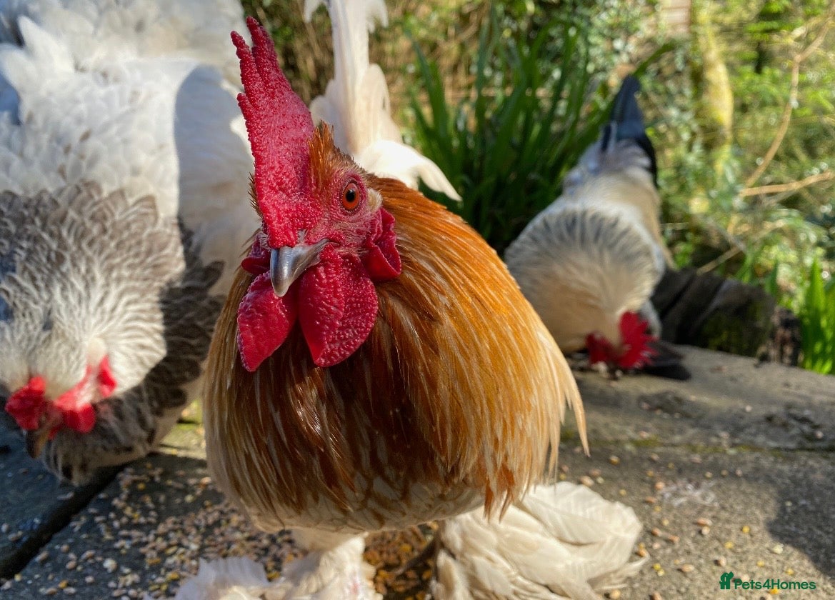 Chickens poultry Sablepoot Cockerel - Advert 1
