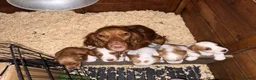 Cocker Spaniel dogs for sale: Beautiful Cocker Spaniel Pups Looking for Homes in Barnstaple - Advert 3
