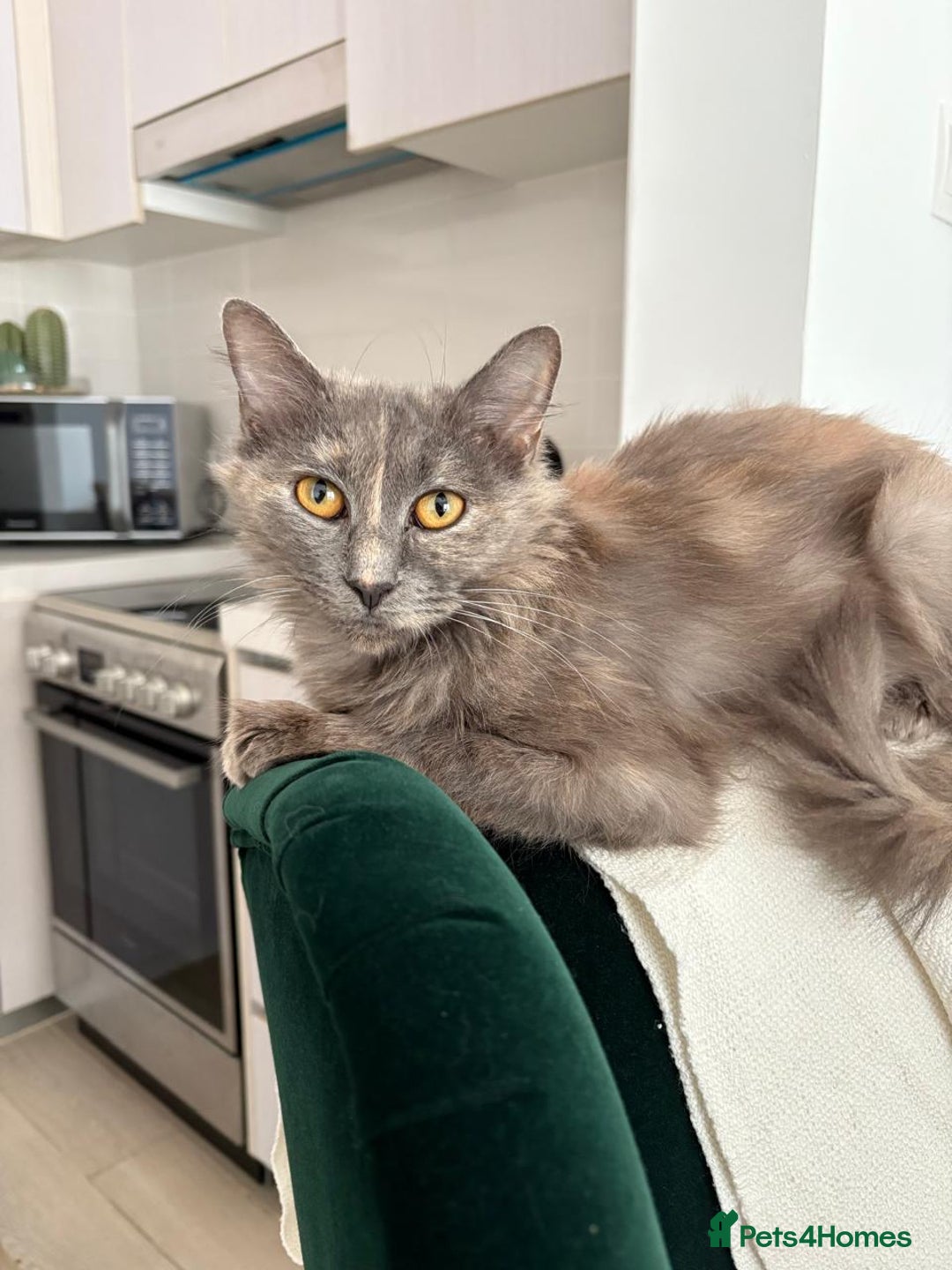 Mixed Breed cats for adoption: LILLI MIC PERSIAN GIRL SPAYED CALM AFFECTIONATE  - Advert 4