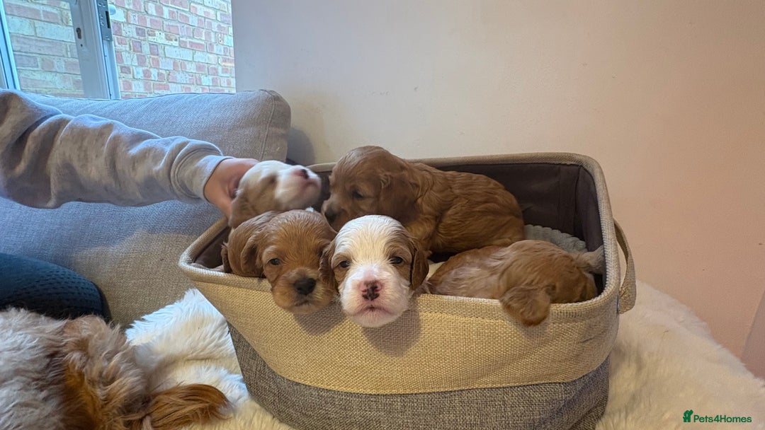 Cockapoo dogs for sale: 🐾 Adorable F2 Cockapoo Puppies! 🐾 - Image 2