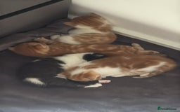 Domestic Shorthair cats for sale: Three Male kittens 🐱  - Image 6