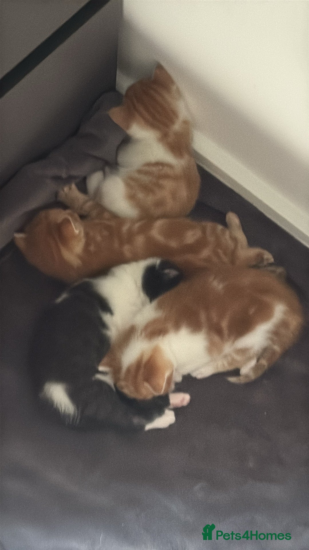 Domestic Shorthair cats for sale: Three Male kittens 🐱  - Image 6