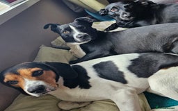 Beagle dogs for adoption: Cooper is in Hampshire & waiting for his family  - Advert 5