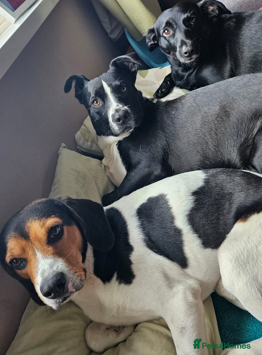 Beagle dogs for adoption: Cooper is in Hampshire & waiting for his family  - Advert 5