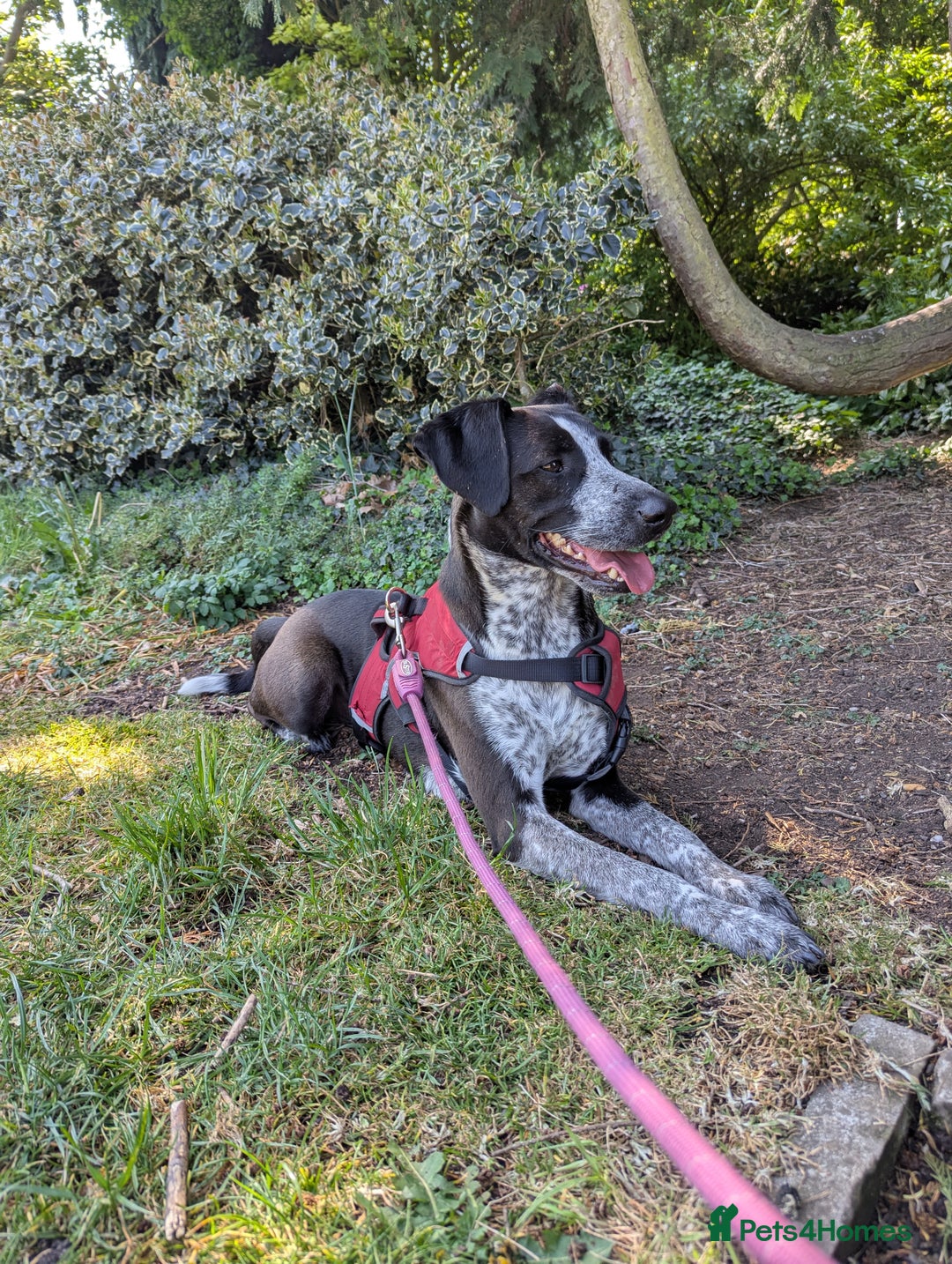 Mixed Breed dogs for adoption: TROOPER in Ashbourne - Image 14