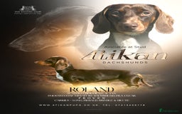 Miniature Dachshund dogs for stud: Chocolate & Tan (carries long) Stud in Dalry - Image 1
