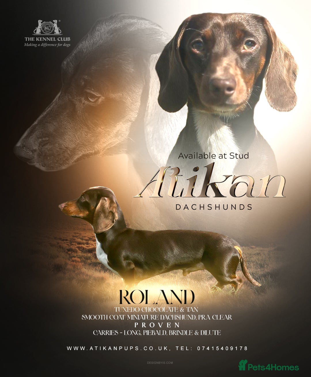 Miniature Dachshund dogs for stud: Chocolate & Tan (carries long) Stud in Dalry - Image 1