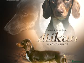 Miniature Dachshund dogs Chocolate & Tan (carries long) Stud in Dalry - Advert 6