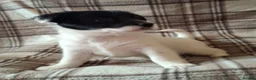 Jackapoo dogs for sale: Gorgeous little accidents! in Bacup - Advert 8