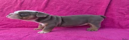 English Bulldog dogs for sale: Beautiful litter of English Bulldogs - Advert 9