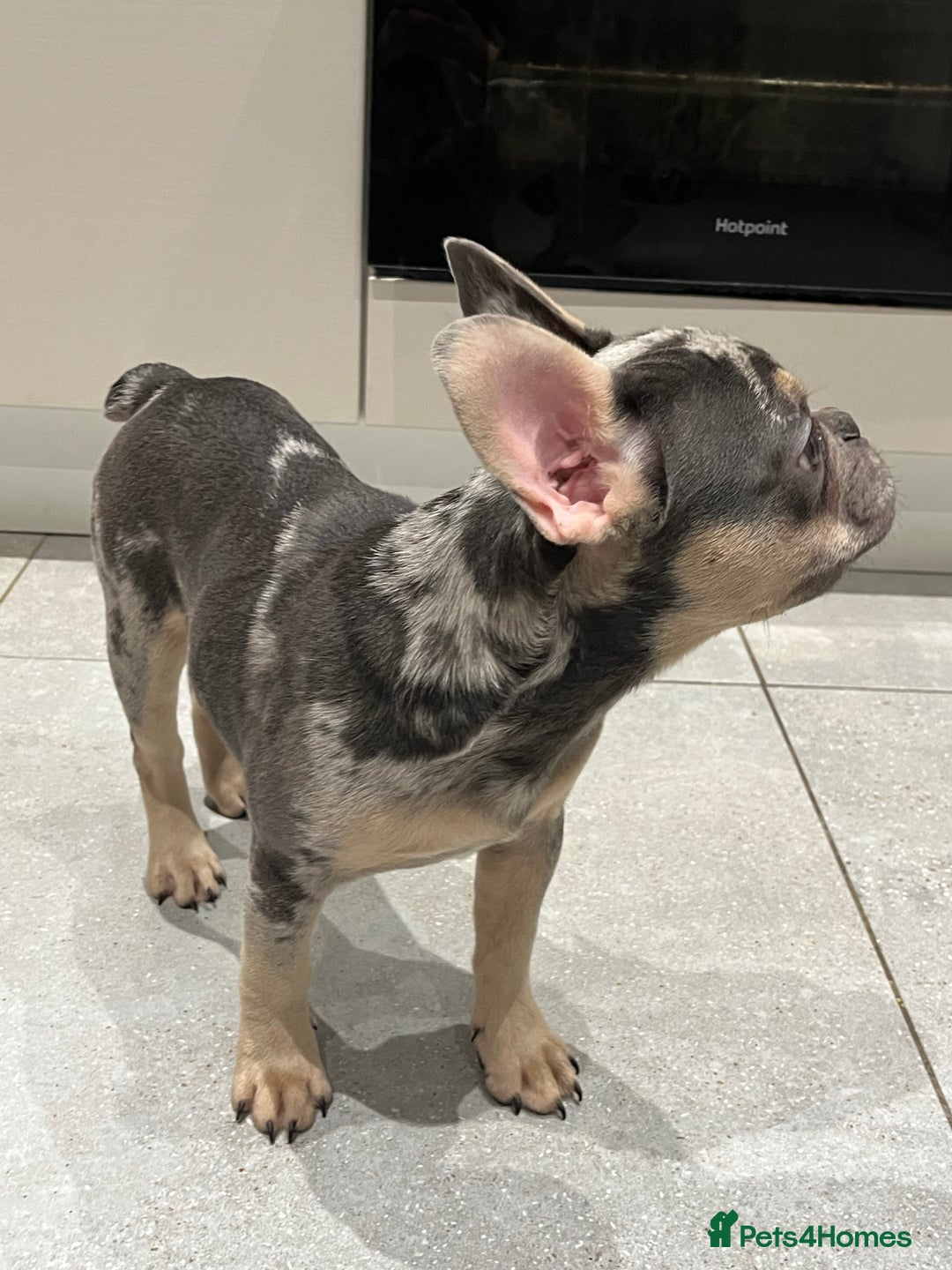 French Bulldog dogs for sale: Multi Coloured Merle French Bulldog Pups  - Advert 12