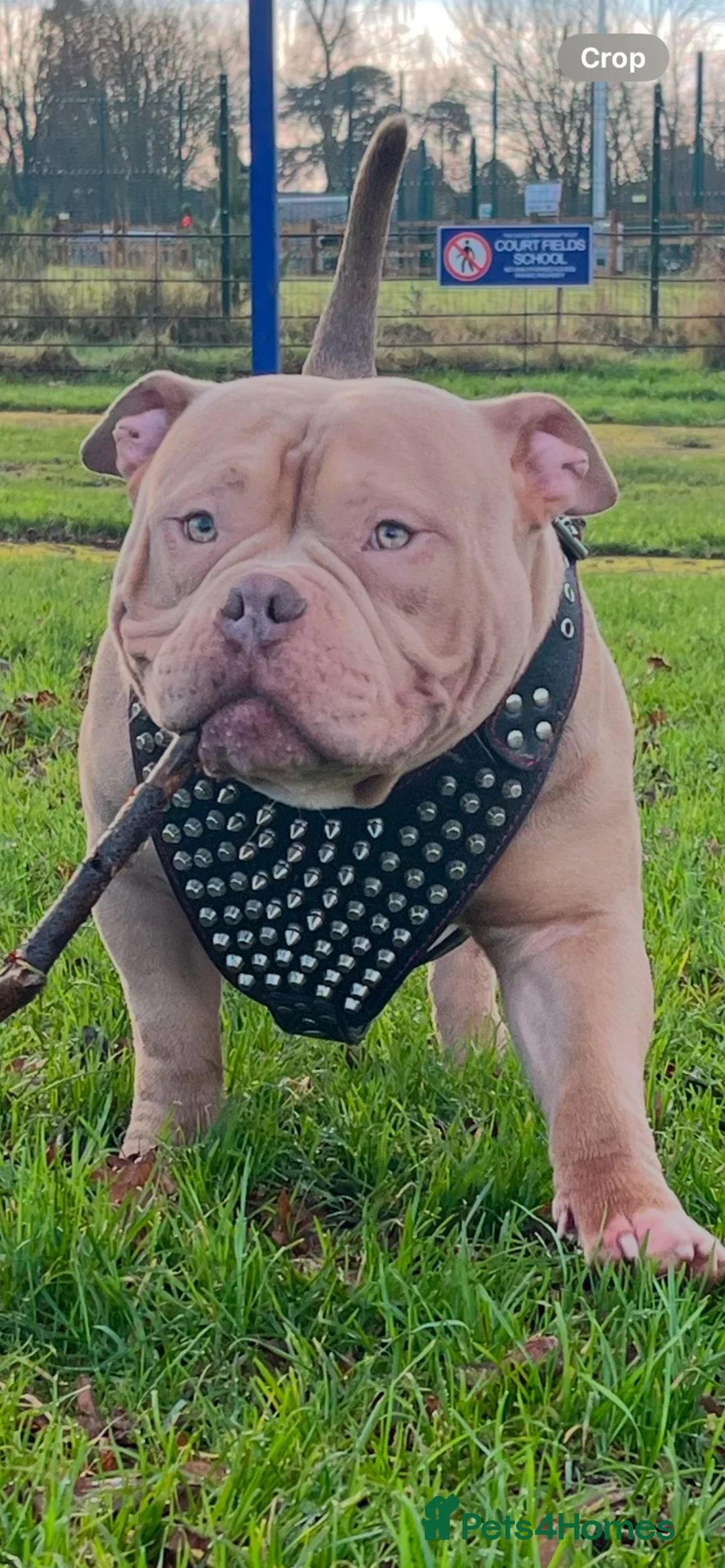 American Bully dogs for sale: Judge pocket bully  - Advert 2