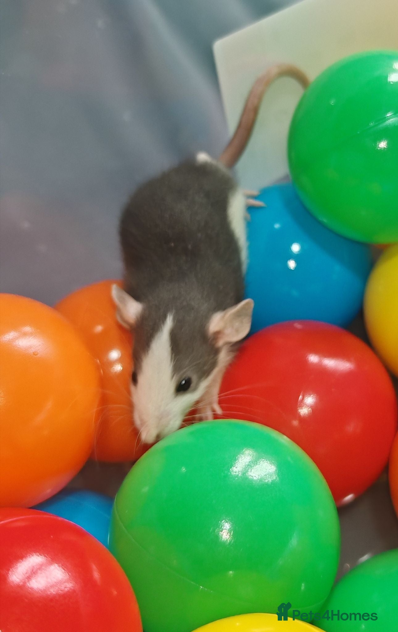 Rat rodents Gorgeous fancy dumbo rats - Advert 13