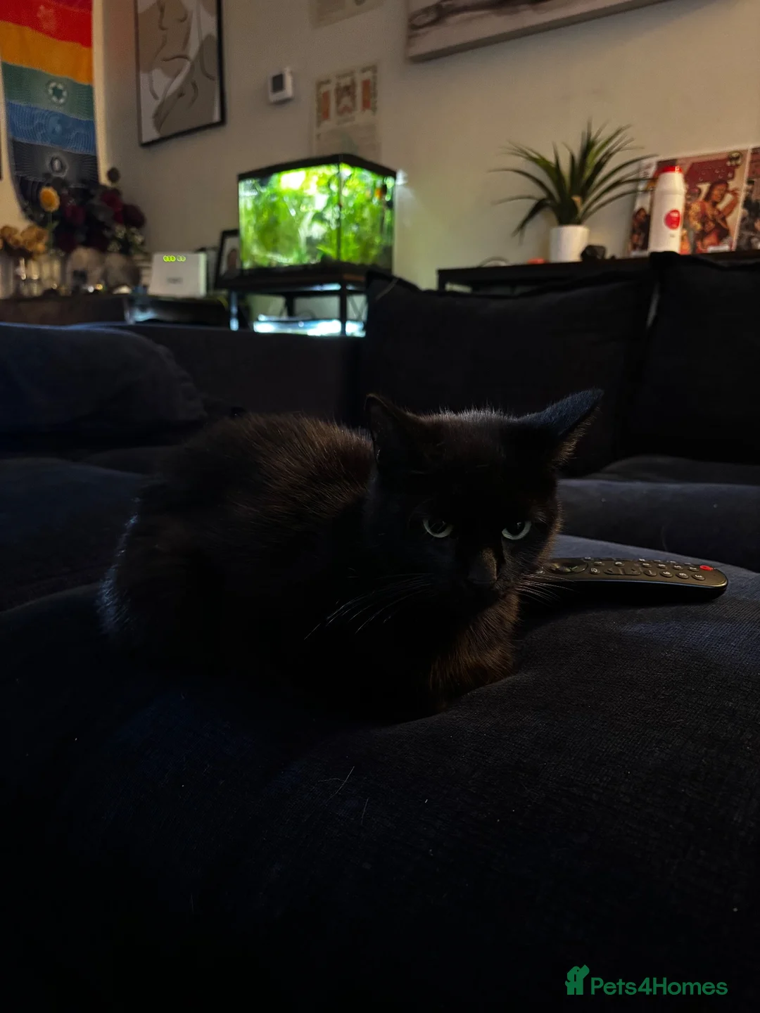 Mixed Breed cats for sale: 2 Male Kittens - Advert 6