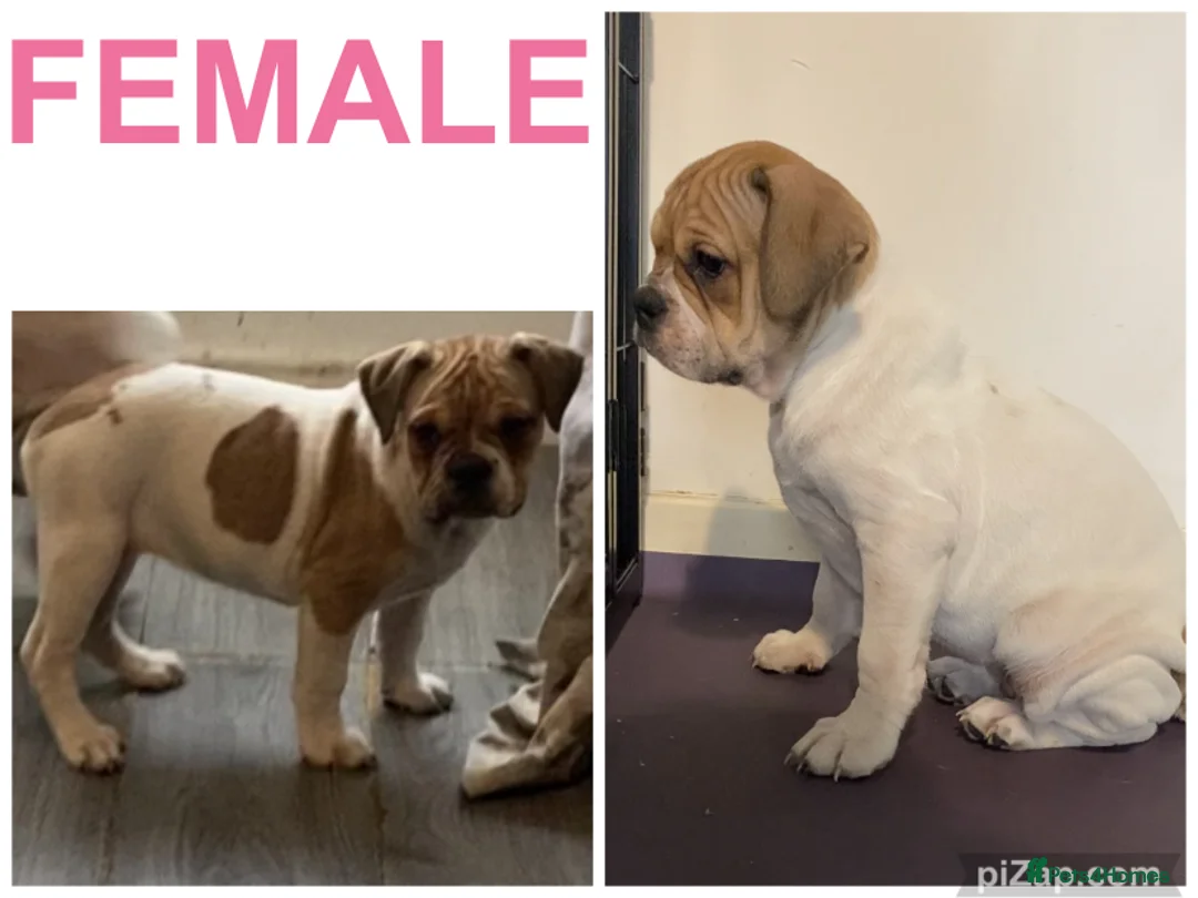 Alapaha Blue Blood Bulldog dogs for sale: 4 left absolute quality - Advert 4