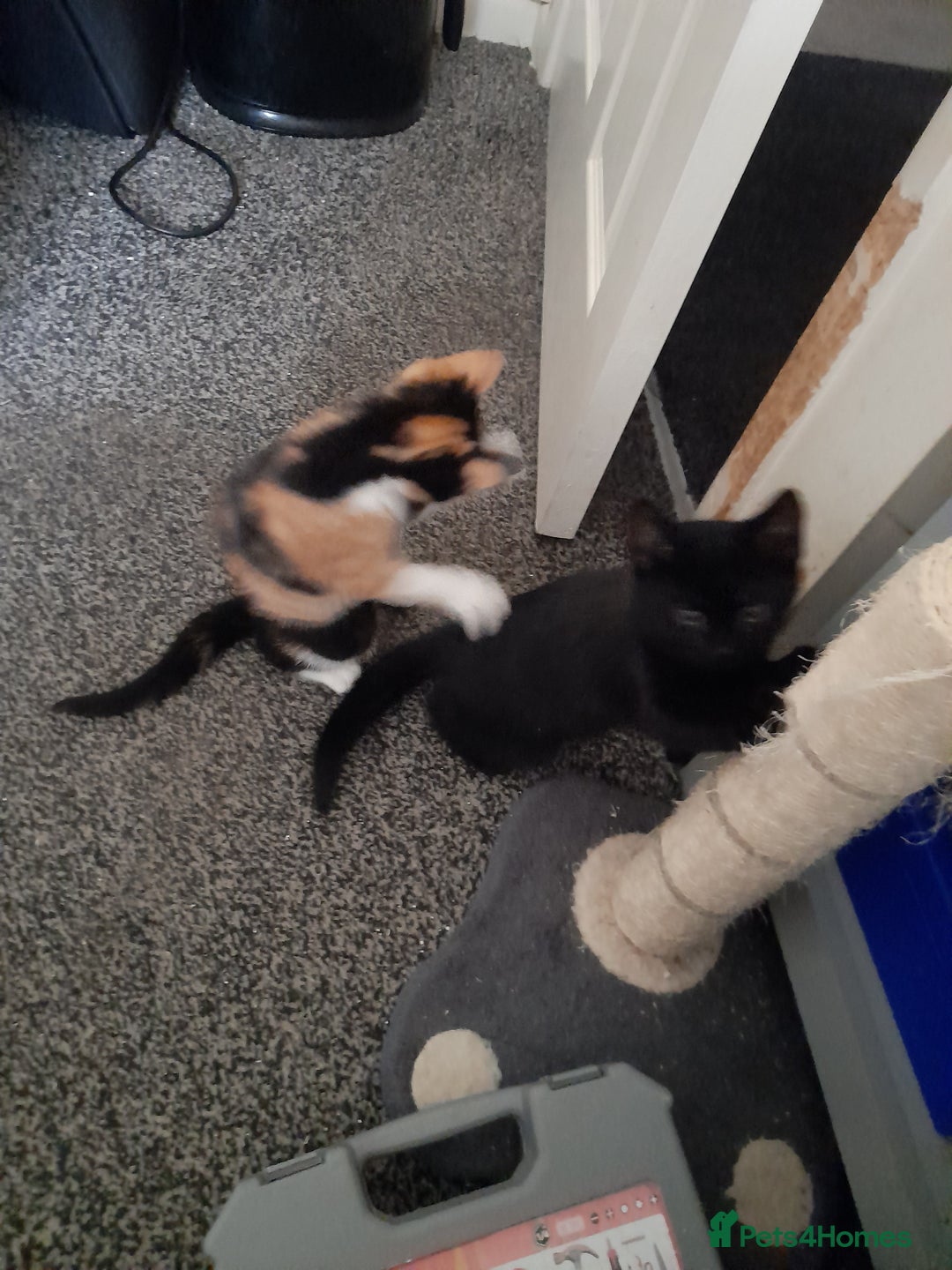 Mixed Breed cats for sale: Mixed breed kittens - Image 2