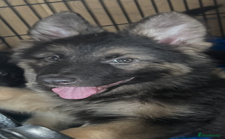 German Shepherd dogs - Advert 14