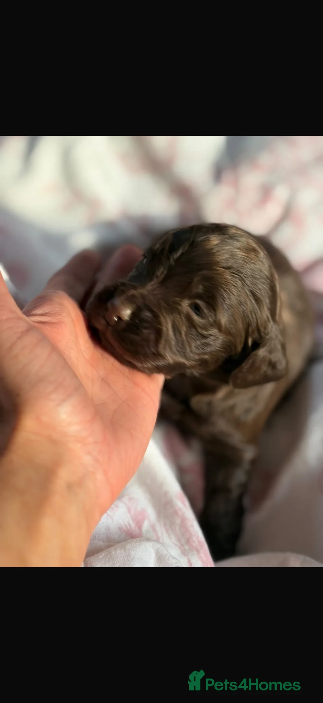 Cocker Spaniel dogs for sale: KC reg cocker spaniel puppies - Advert 9