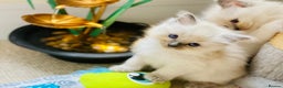 Ragdoll cats for sale: Pure Stunning Ragdoll Kittens - Advert 6