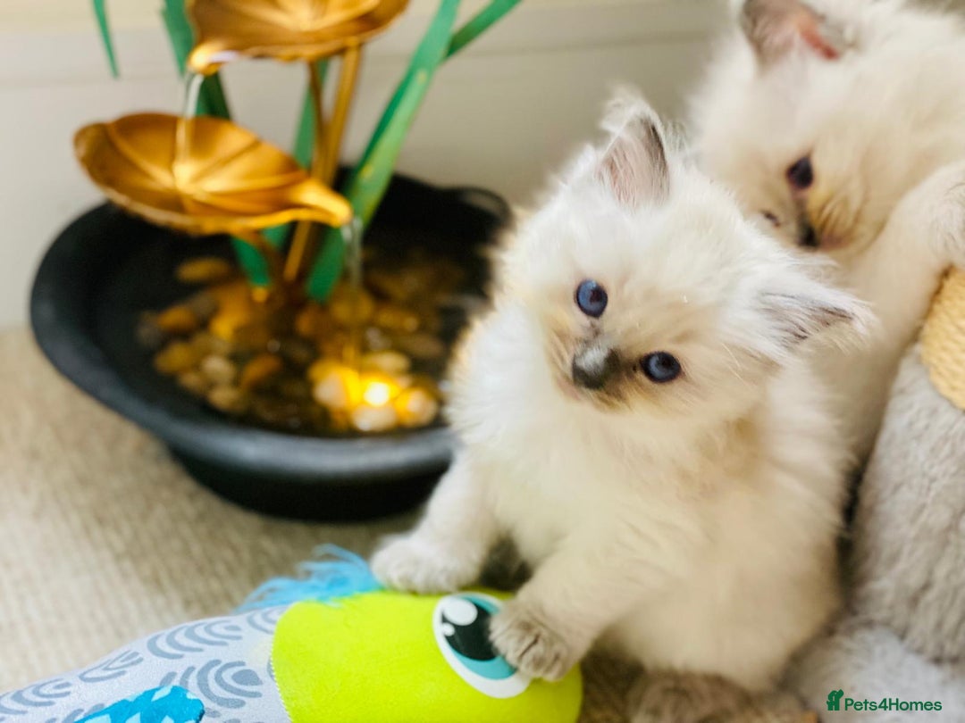 Ragdoll cats for sale: Pure Stunning Ragdoll Kittens - Advert 6