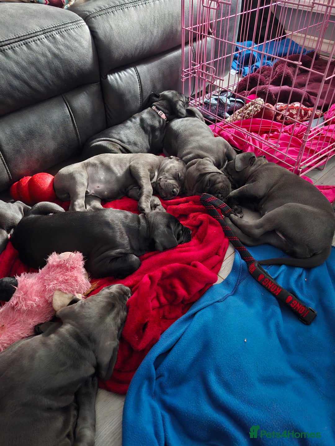 Cane Corso dogs for sale: Chunky cane corso puppies - Image 5