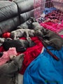 Cane Corso Puppy 9