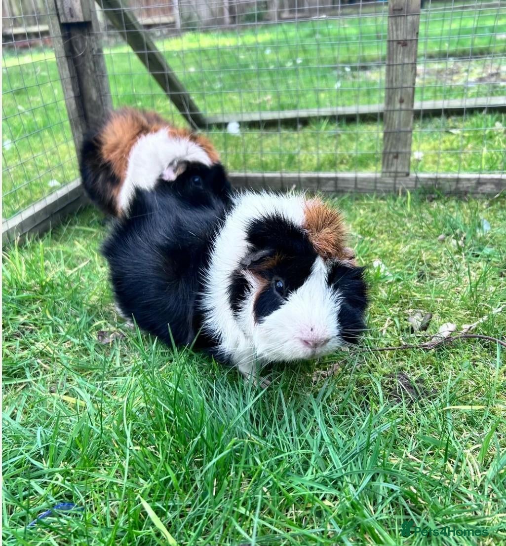 Guinea Pig rodents Mixed colour  guinea pigs  - Advert 2