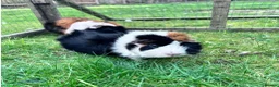 Guinea Pig rodents for sale: Mixed colour  guinea pigs  in Banbury - Advert 1