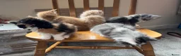 Maine Coon cats for sale: Maine Coon Kittens - Advert 13