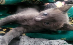 British Shorthair cats for sale: Female blue British short hair mix - Image 1